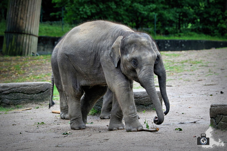 Baby Elefant im Tierpark Hagenbeck in Hamburg