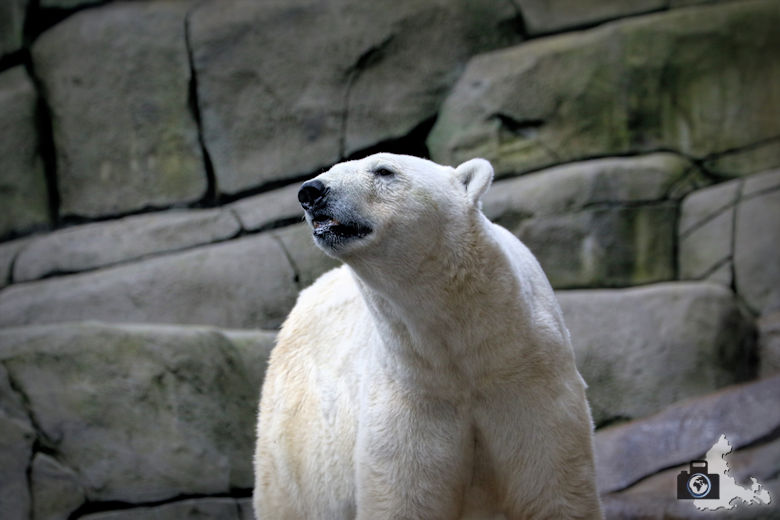 Eisbär im Tierpark Hagenbeck in Hamburg