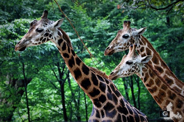 Giraffen im Tierpark Hagenbeck in Hamburg