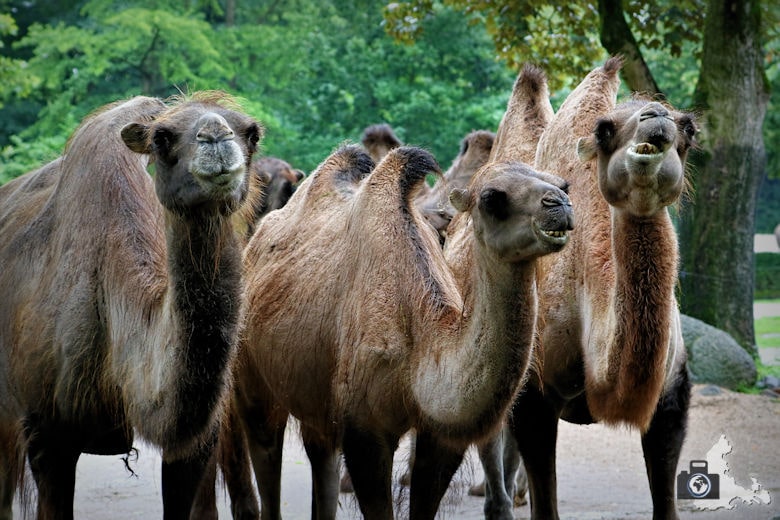 Kamele im Tierpark Hagenbeck in Hamburg