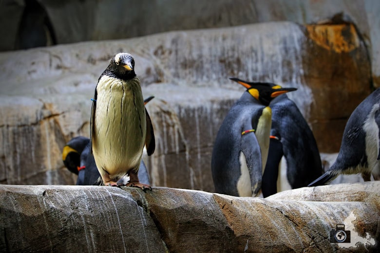 Pinguine im Tierpark Hagenbeck in Hamburg
