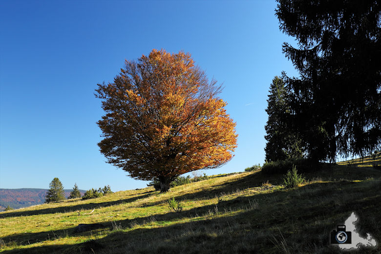 Ibacher Panoramaweg - Herbstlicher Baum