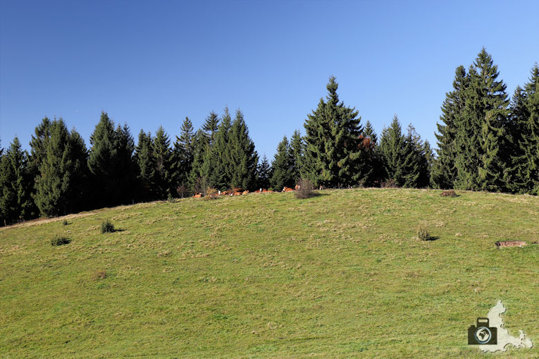 Ibacher Panoramaweg - Kühe