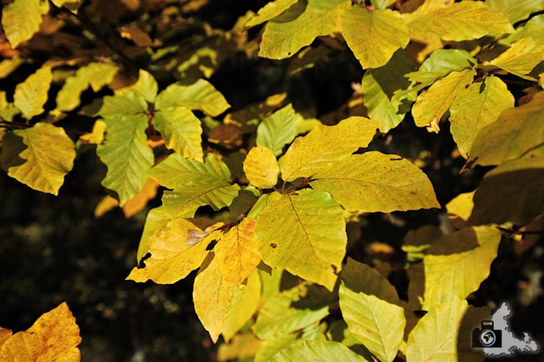 Ibacher Panoramaweg - Bunte Blätter im Herbst