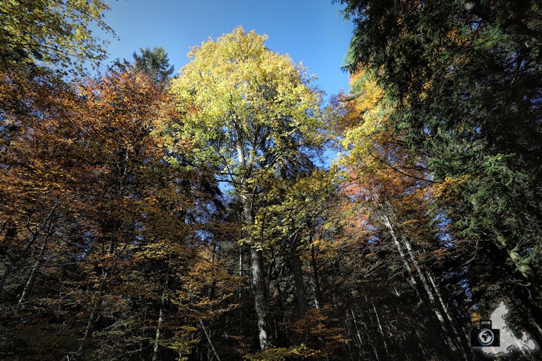 Ibacher Panoramaweg - Bäume im Herbst