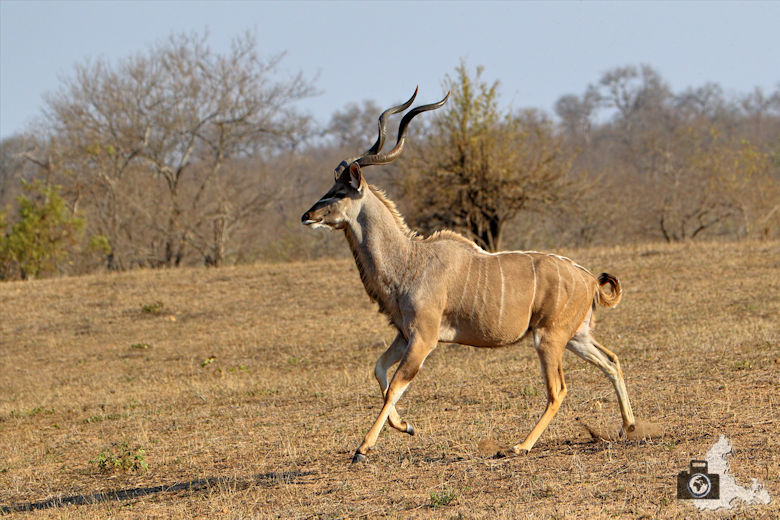 Safari im Krüger Nationalpark - Kudu