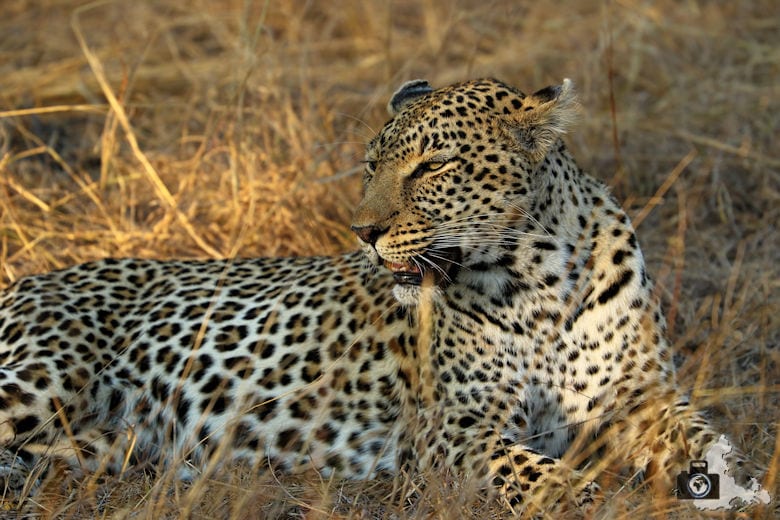 Safari Südafrika - Leopard im Gras