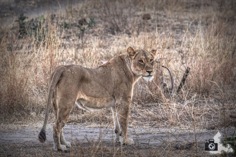 Safari Südafrika - Löwe