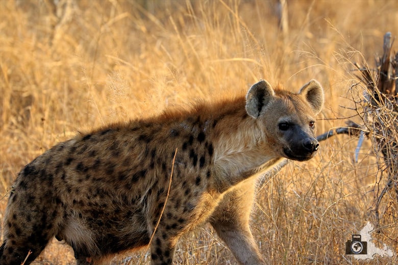 Safari Südafrika - Hyäne