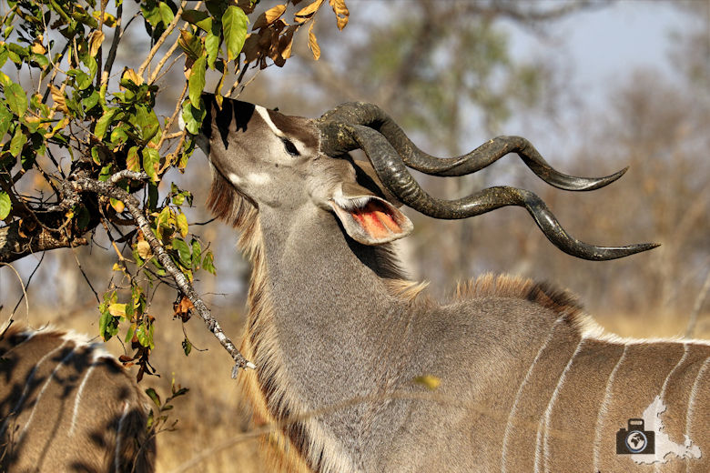 Safari Südafrika - Kudu