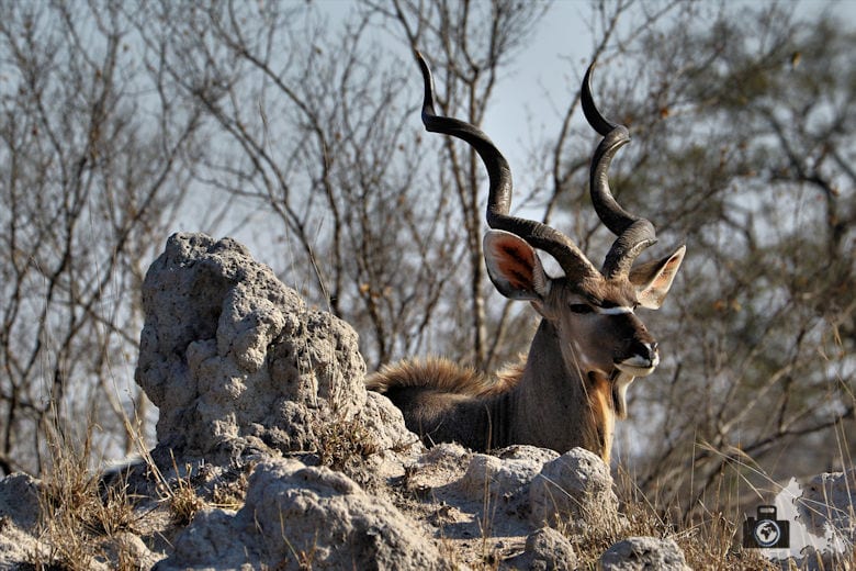 Safari Südafrika - Kudu
