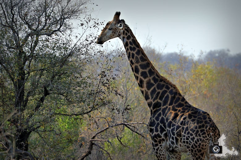 Safari Südafrika - Giraffe