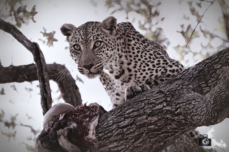 Safari Südafrika - Leopard auf Baum frisst Antilope