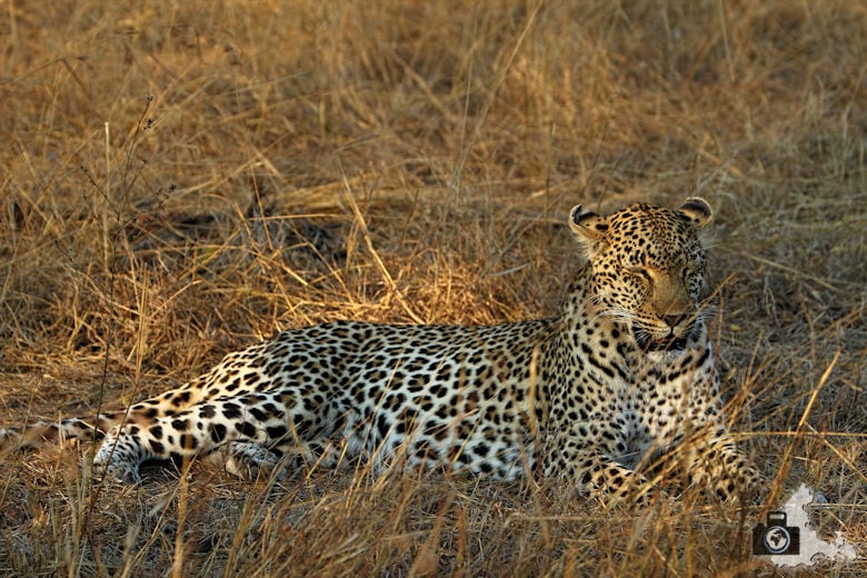 Safari Südafrika - Leopard im Gras