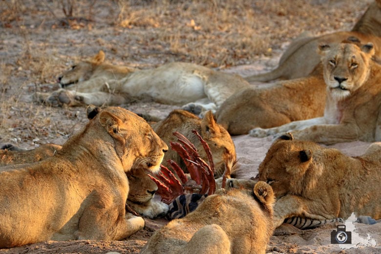 Auf Safari - Löwen fressen ein erlegtes Zebra