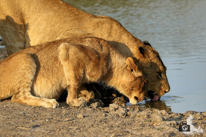 Auf Safari - trinkende Löwen am Wasserloch