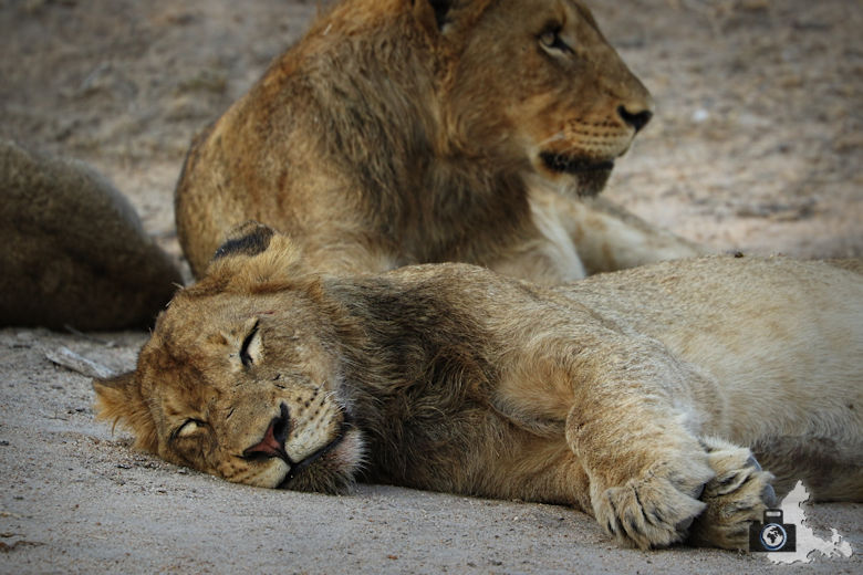Auf Safari - Löwen