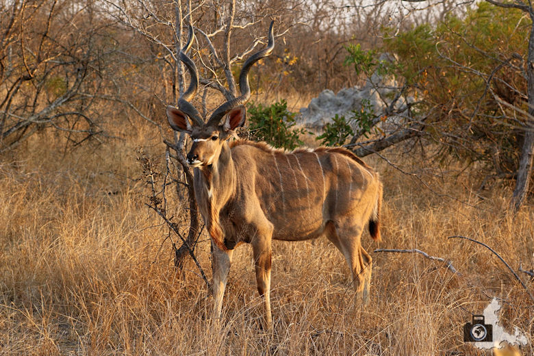 Auf Safari - Kudu