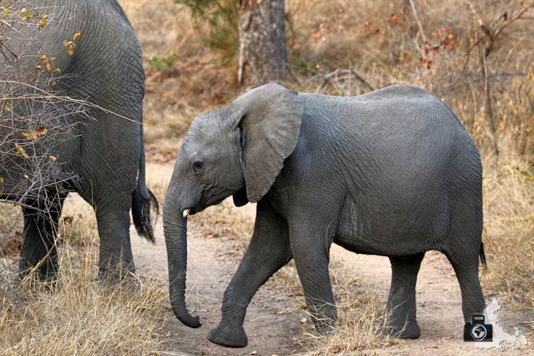 Auf Safari - junger Elefant