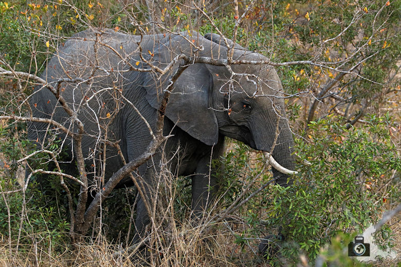 Auf Safari - junger Elefant