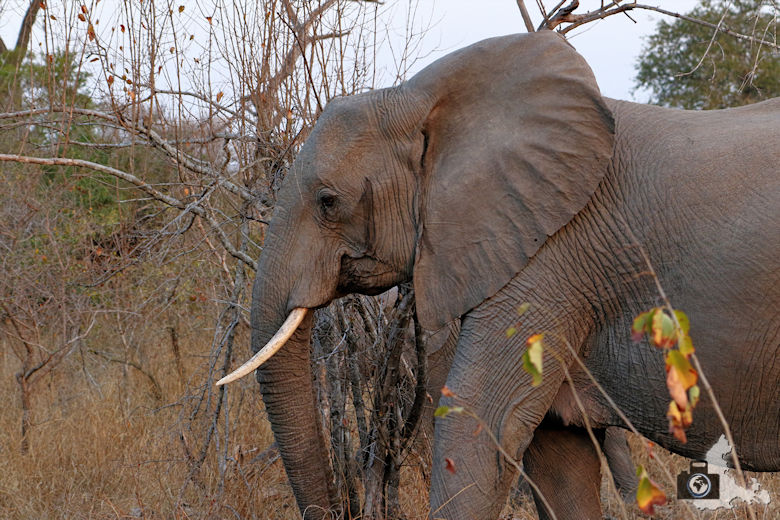 Auf Safari - Elefant