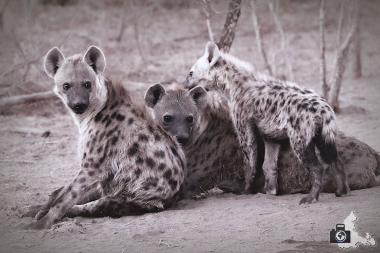 Auf Safari - Hyänen