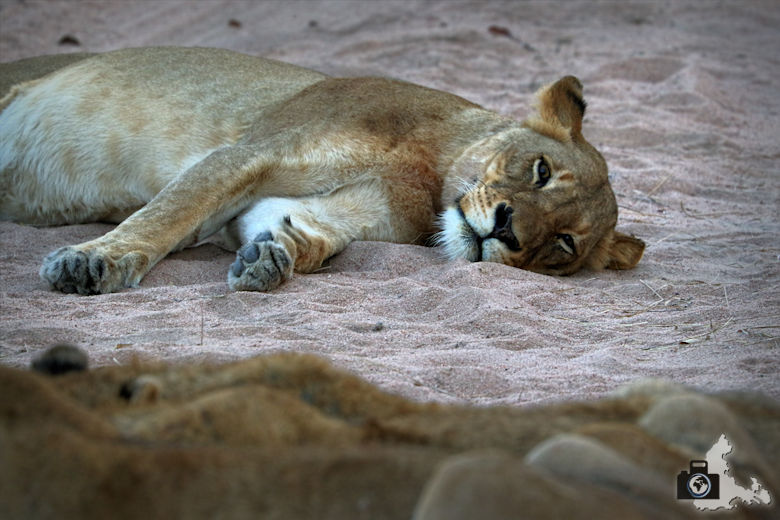 Auf Safari - schlafende Löwen