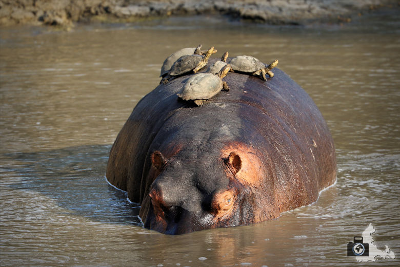 Auf Safari - Flusspferd mit Schildkröten auf dem Rücken
