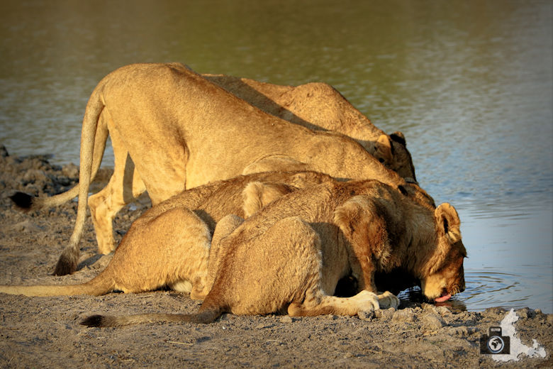Auf Safari - trinkende Löwen