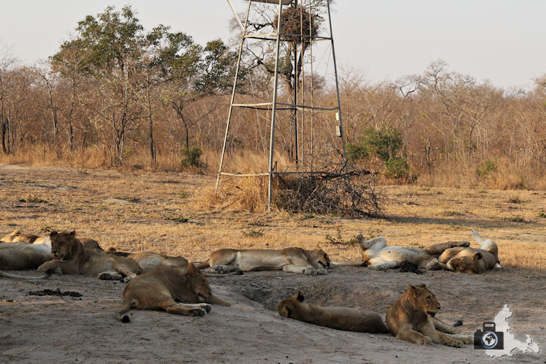 Auf Safari - schlafende Löwen