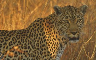 Safari Südafrika - Löwen, Nashörner und ein Leopard auf dem Baum