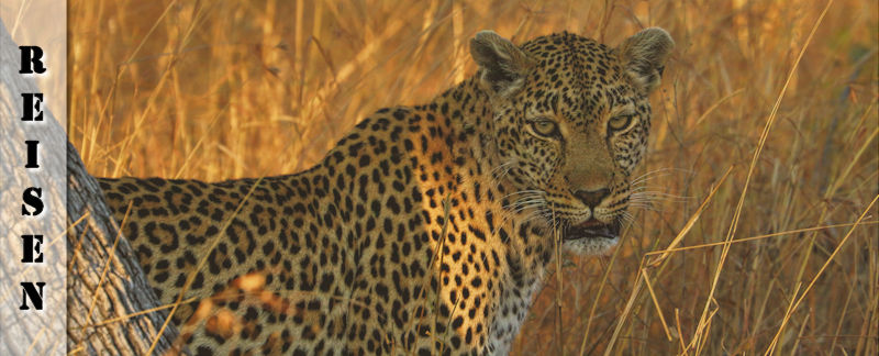 Safari Südafrika - Löwen, Nashörner und ein Leopard auf dem Baum