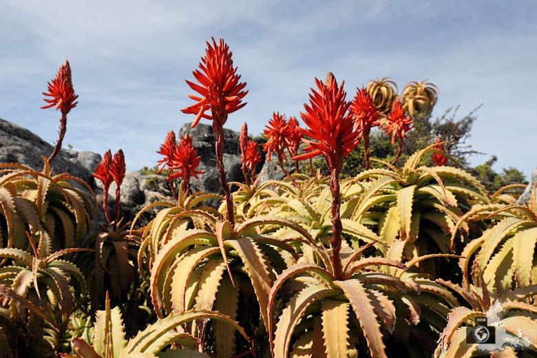 Kapstadt - Blumen auf dem Tafelberg