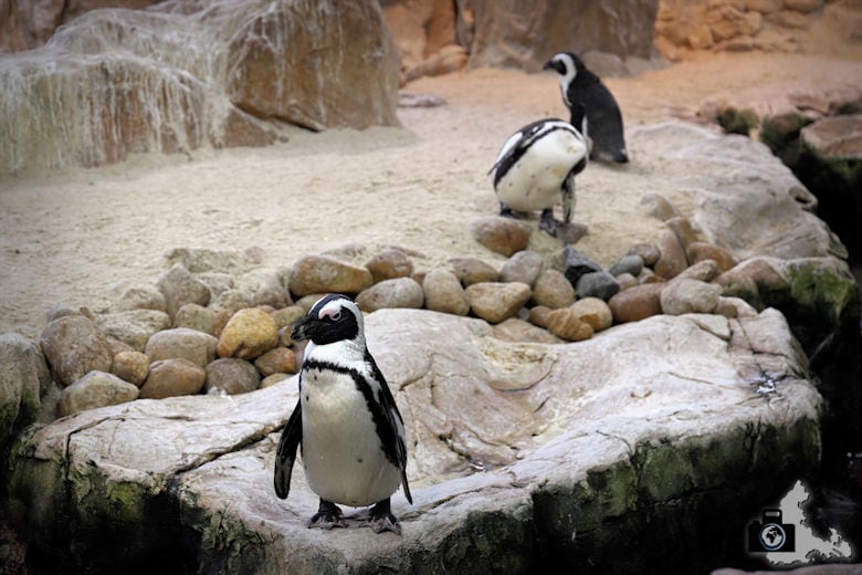 Kapstadt - Pinguine im Two Oceans Aquarium