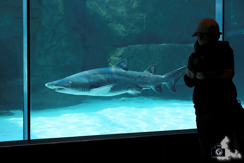 Kapstadt - Hai im Two Oceans Aquarium