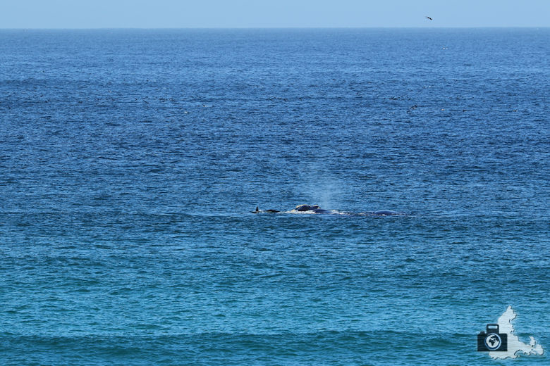 Südafrika - Wale am Kap der Guten Hoffnung