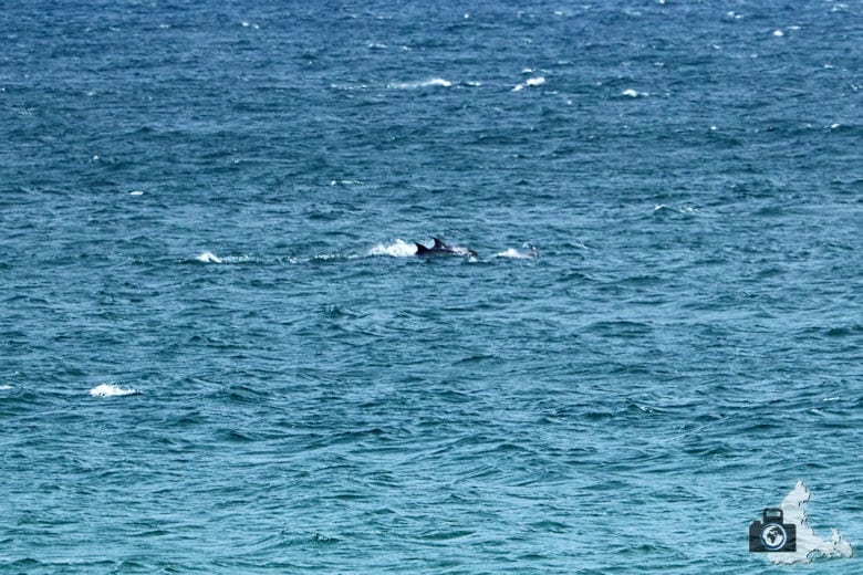 Wale und Delfine beobachten in Hermanus