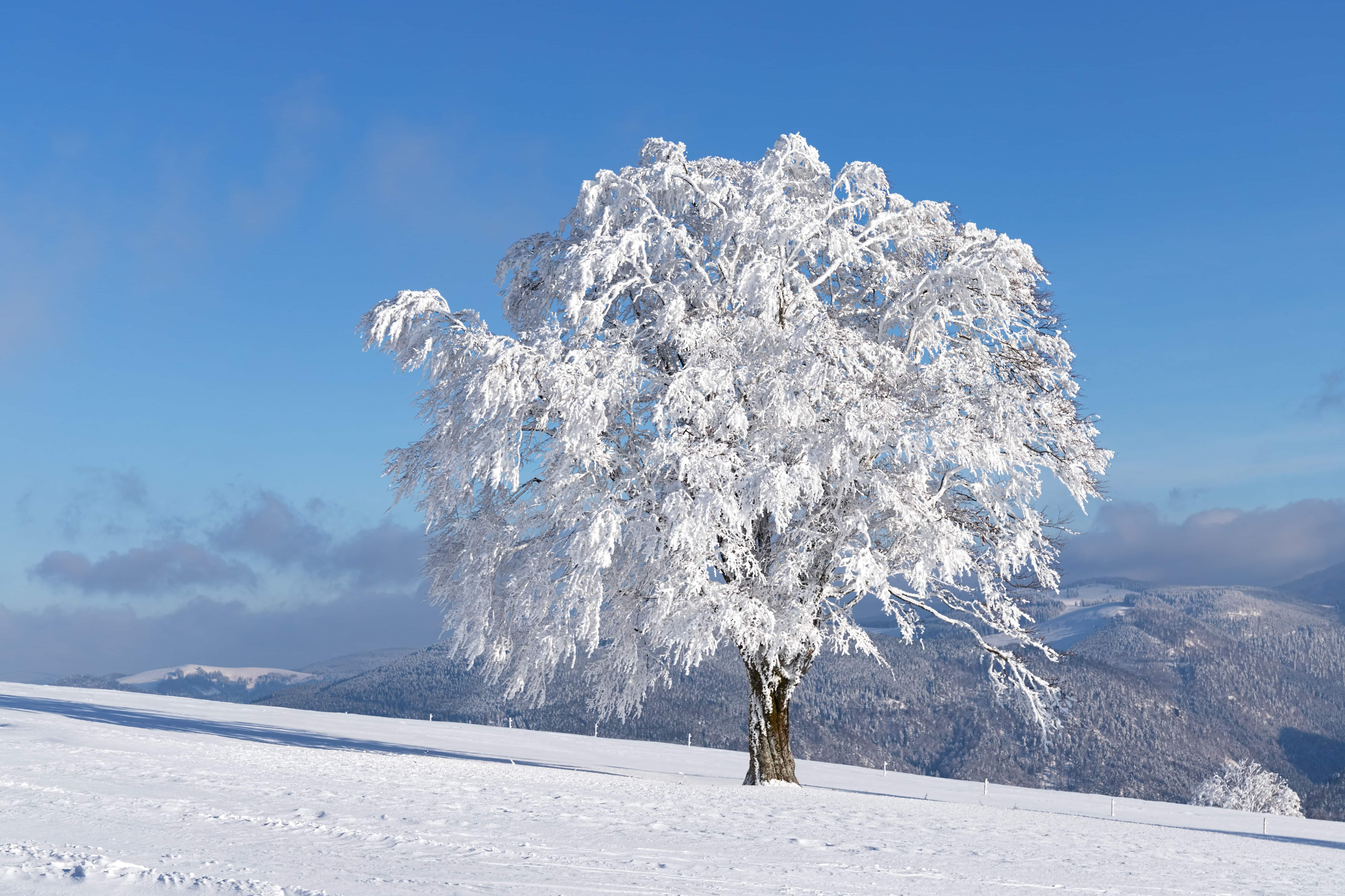 Fotowalk #4 - Schauinsland im Winter - Verschneiter Baum