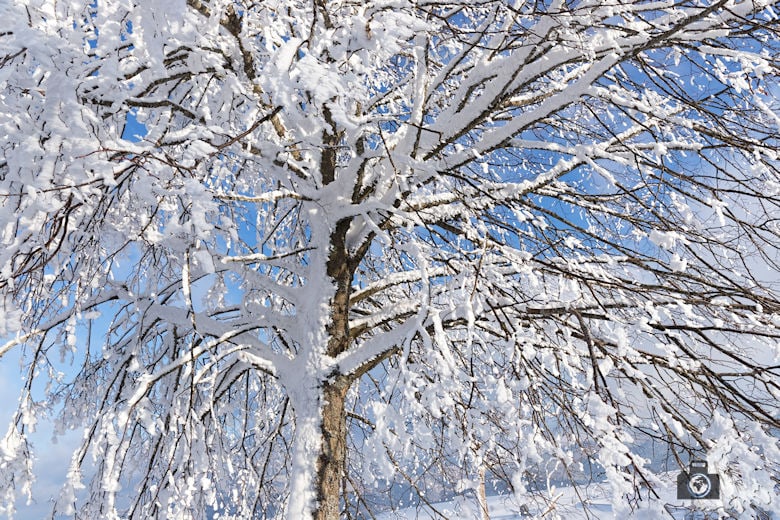 Fotowalk #4 - Schauinsland im Winter - Verschneiter Baum
