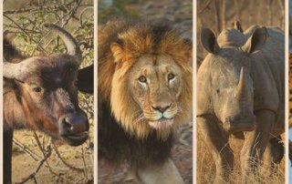 Afrikas Big Five - Büffel, Elefant, Löwe, Leopard und Nashorn