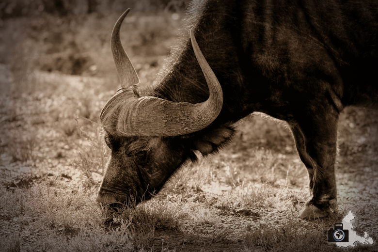 Afrikas Big Five - Büffel