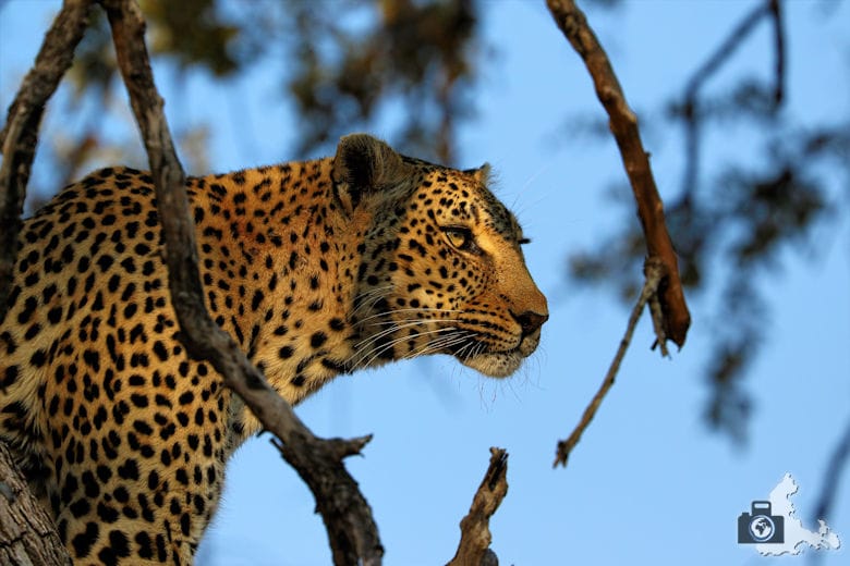 Afrikas Big Five - Leopard