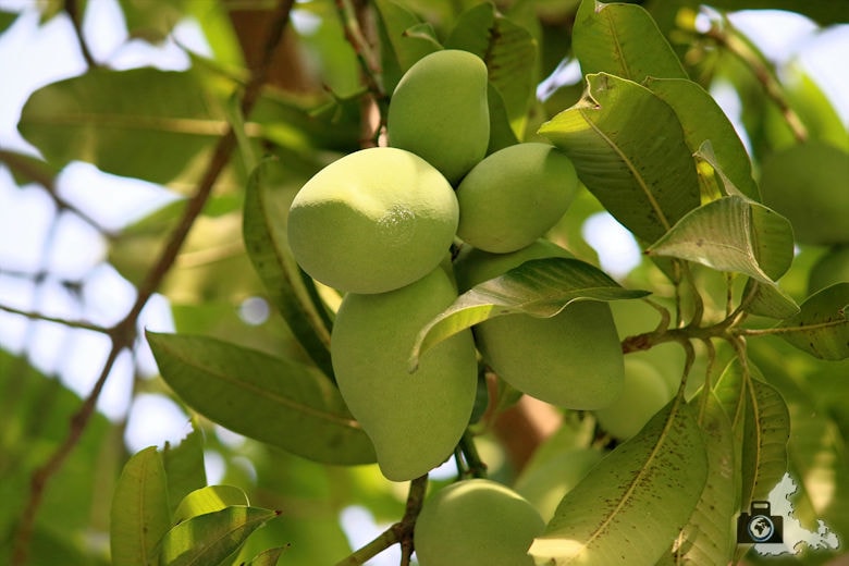 Tropische Früchte wachsen auf Ukulhas, Malediven