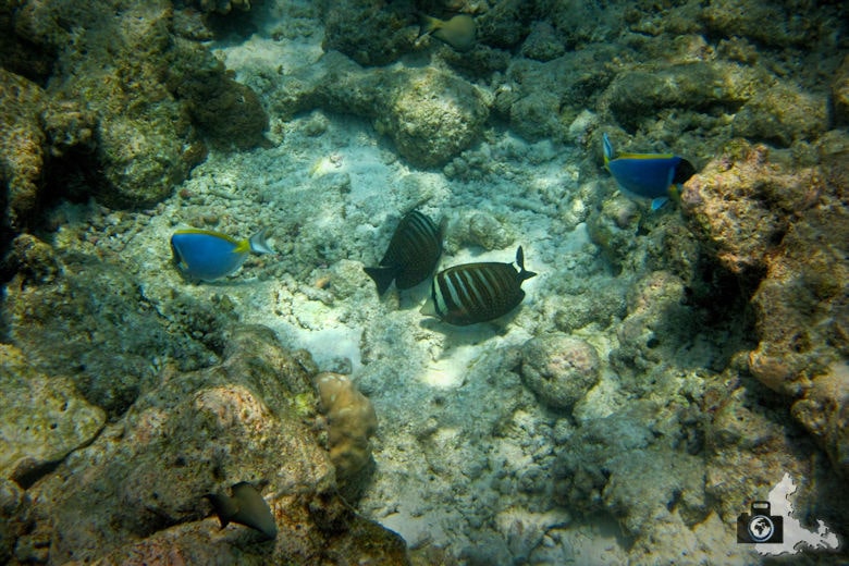 Schnorcheln vor Ukulhas um Fische unter Wasser zu beobachten