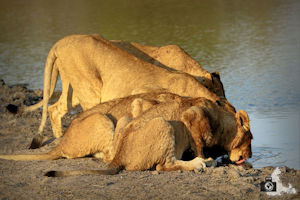 FotoJuwel - Durstige Löwen