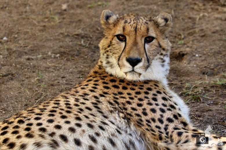 Cango Wildlife Ranch - Gepard
