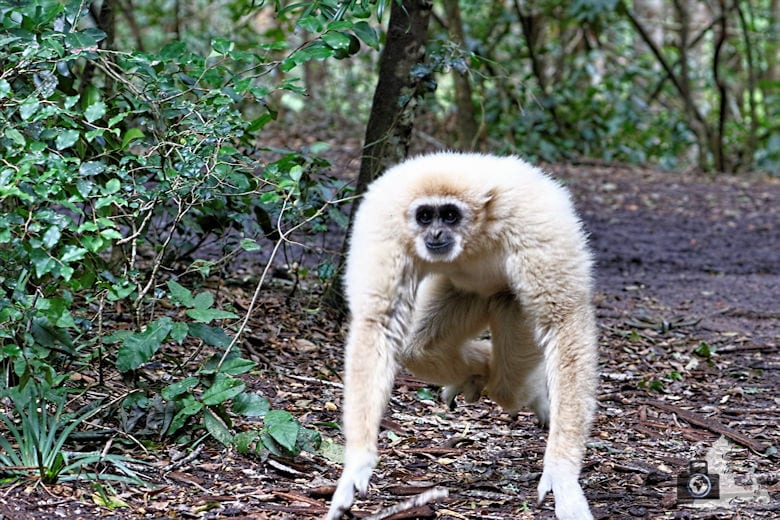 Monkeyland, Garden Route, Südafrika - Gibbon