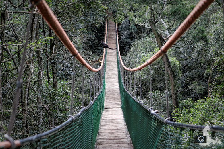 Monkeyland, Garden Route, Südafrika - Hängeseilbrücke