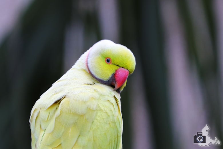 Birds of Eden, Garden Route, Südafrika - Papagei