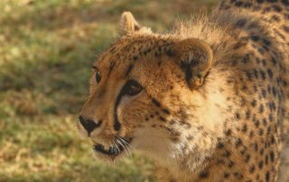 Geparden auf der Cango Wildlife Ranch, Oudshoorn und Wandern am Jubilee Creek bei Knysna
